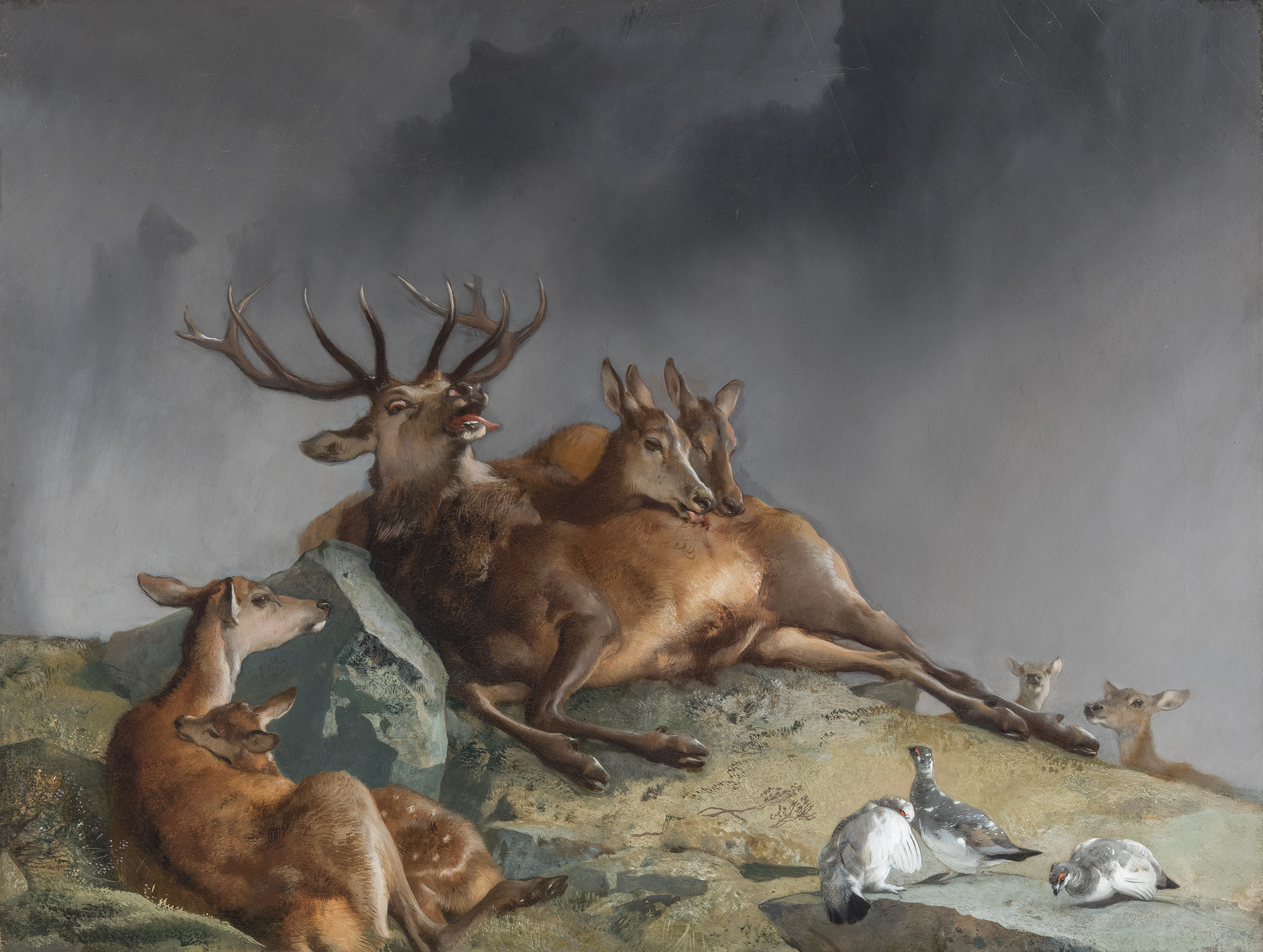 The Highland Nurses
